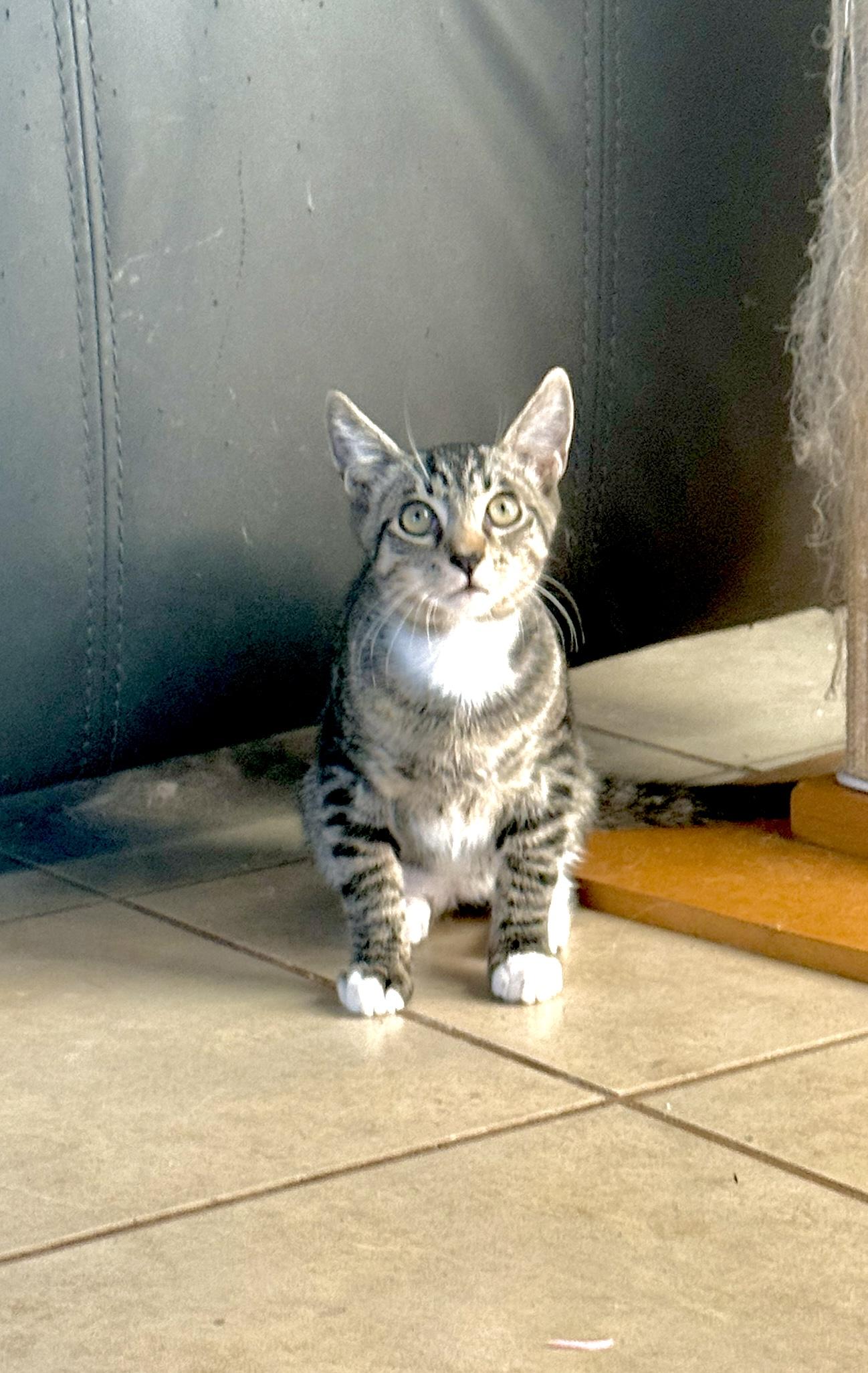 Enlarge Mantis , a Adoptable Domestic Short Hair in New Smyrna Beach, FL image 3/6