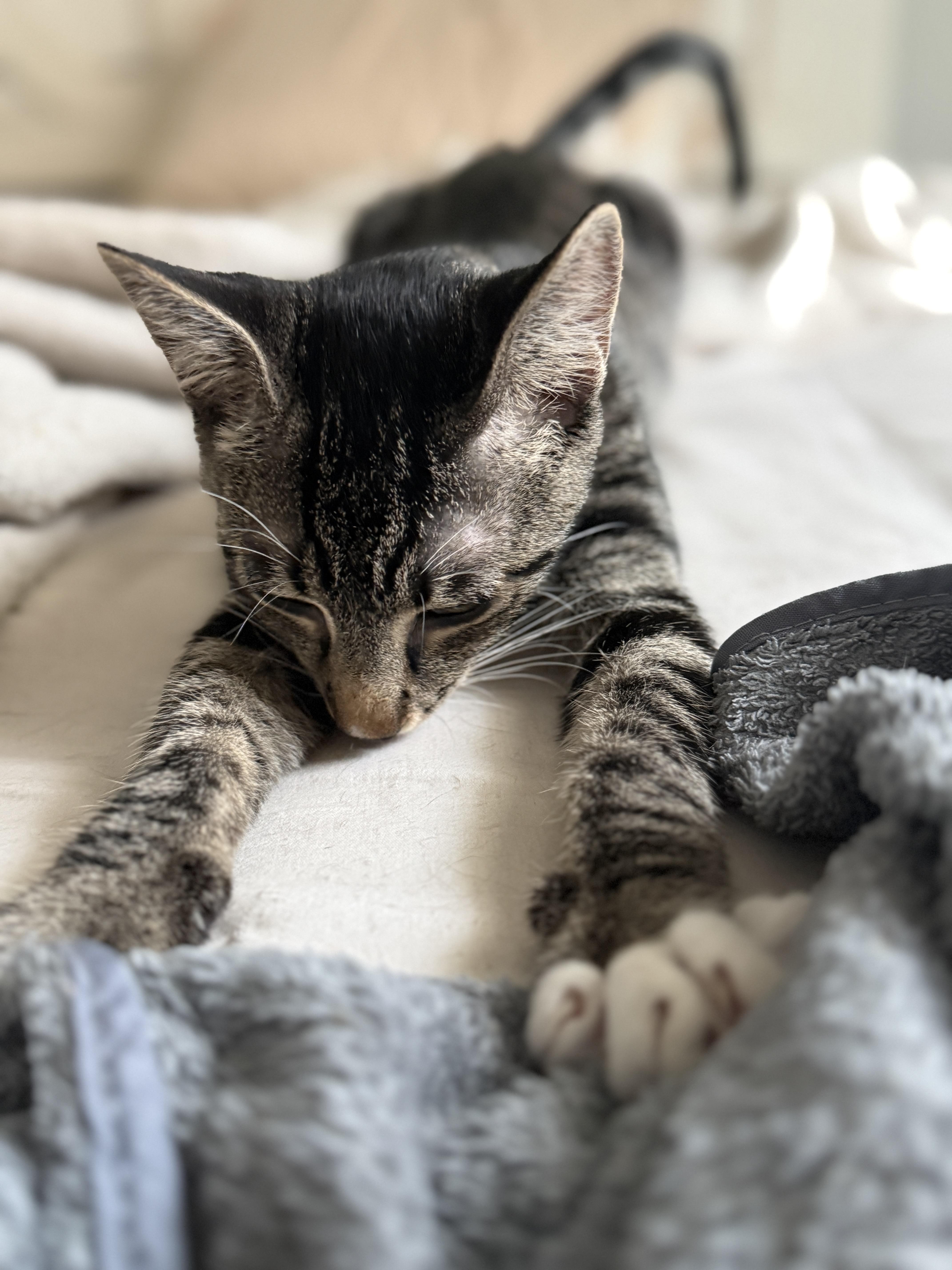 Enlarge Mantis , a Adoptable Domestic Short Hair in New Smyrna Beach, FL image 6/6