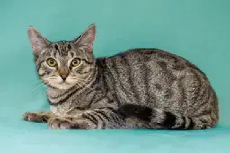 Betty, Adoptable, Adult Female Domestic Short Hair.