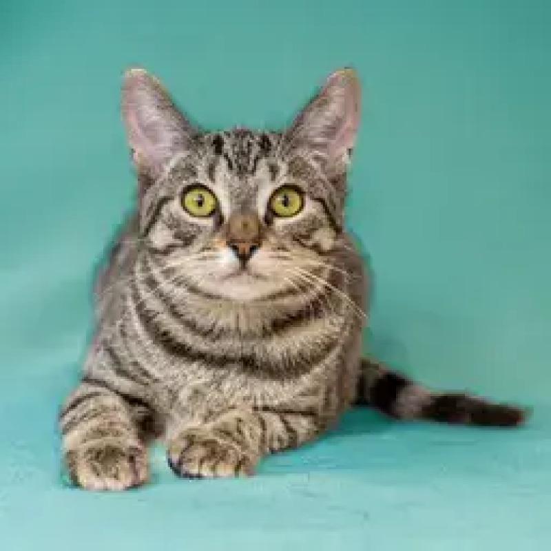 Enlarge Betty, a Adoptable Domestic Short Hair in North Babylon, NY image 2/4