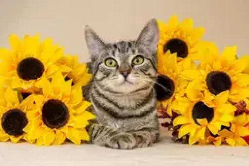 Enlarge Betty, a Adoptable Domestic Short Hair in North Babylon, NY image 3/4