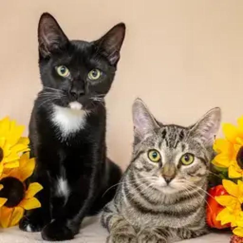 Enlarge Betty, a Adoptable Domestic Short Hair in North Babylon, NY image 4/4