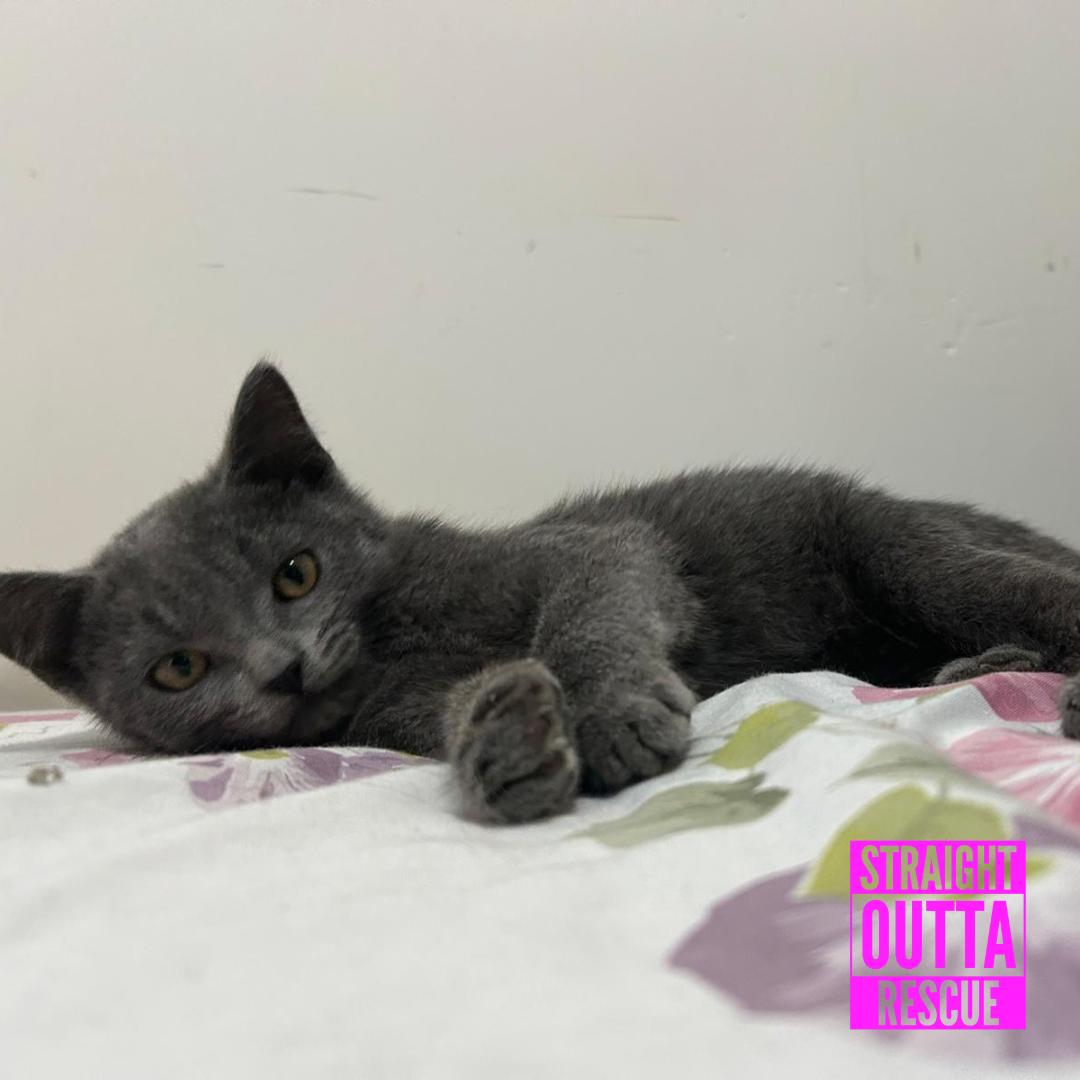Enlarge Lucille, a Adoptable Domestic Short Hair in Vancouver, BC image 5/6