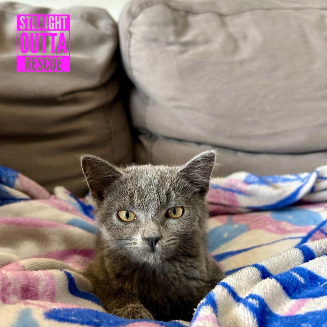 Lucille, Adoptable, Kitten Female Domestic Short Hair.
