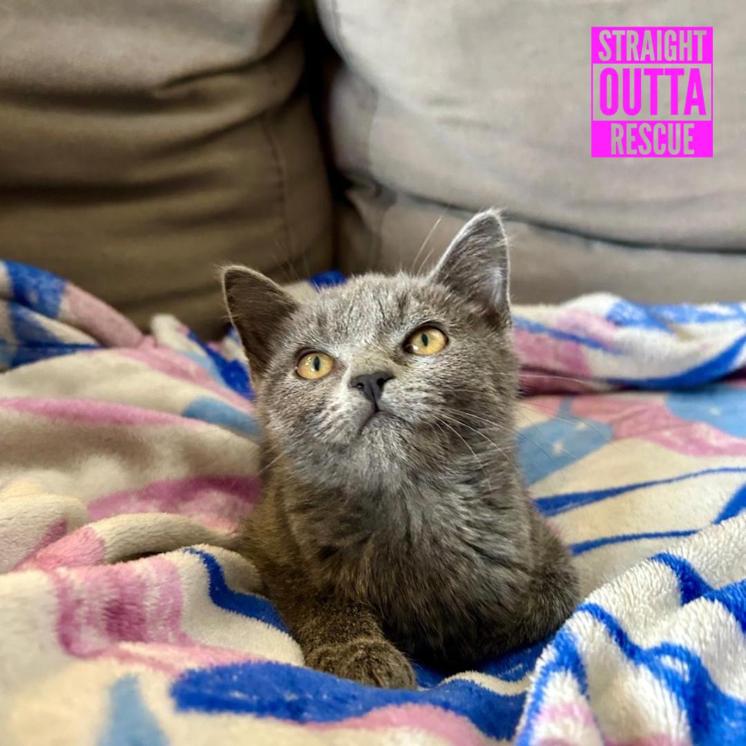 Enlarge Lucille, a Adoptable Domestic Short Hair in Vancouver, BC image 2/6