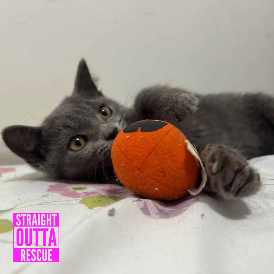 Enlarge Lucille, a Adoptable Domestic Short Hair in Vancouver, BC image 6/6