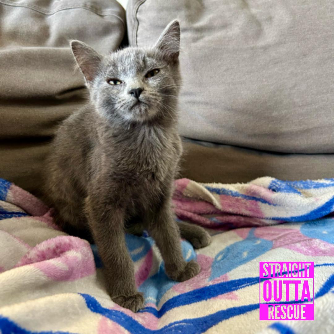 Enlarge Lucille, a Adoptable Domestic Short Hair in Vancouver, BC image 3/6