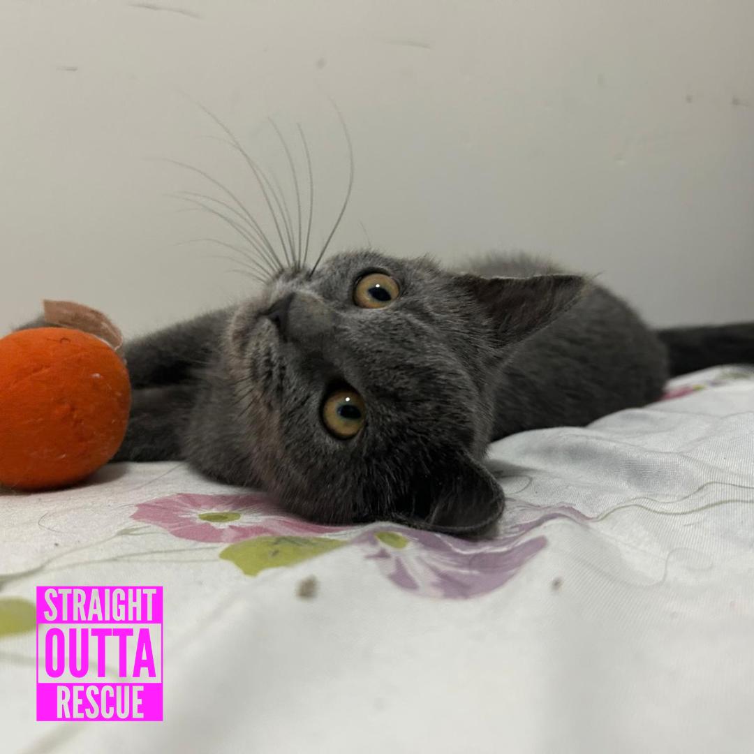 Enlarge Lucille, a Adoptable Domestic Short Hair in Vancouver, BC image 4/6