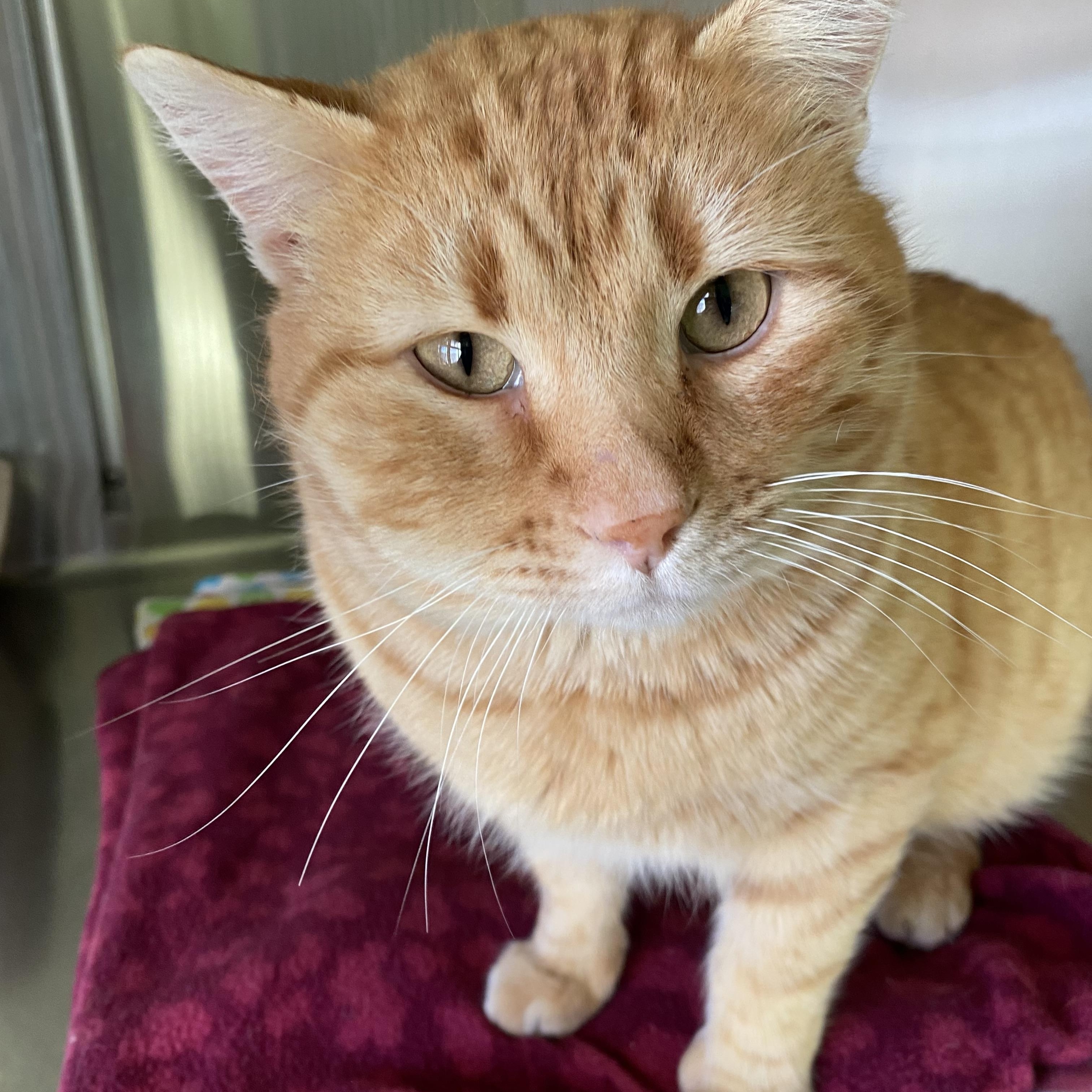 Enlarge Nacho, an adopted Domestic Short Hair in Choteau, MT image 1/1