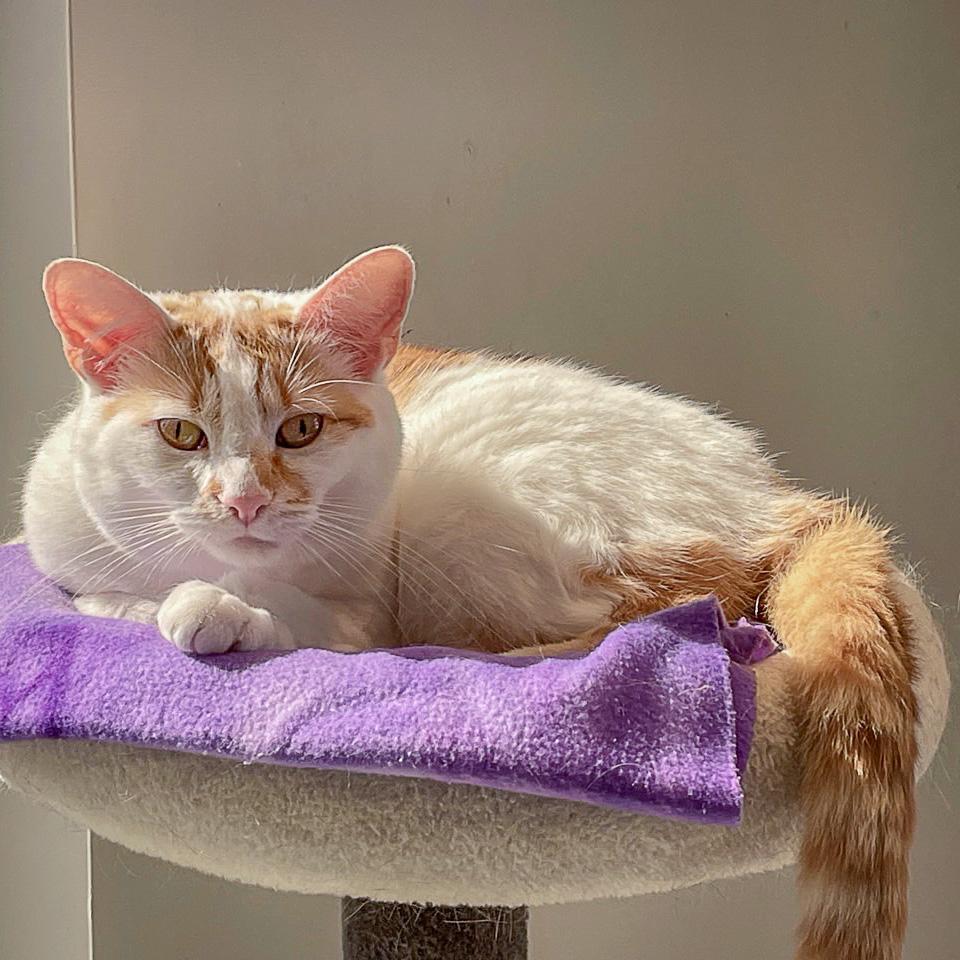 Enlarge Sparrow, a Adoptable mixed breed in Huntley, IL image 2/6