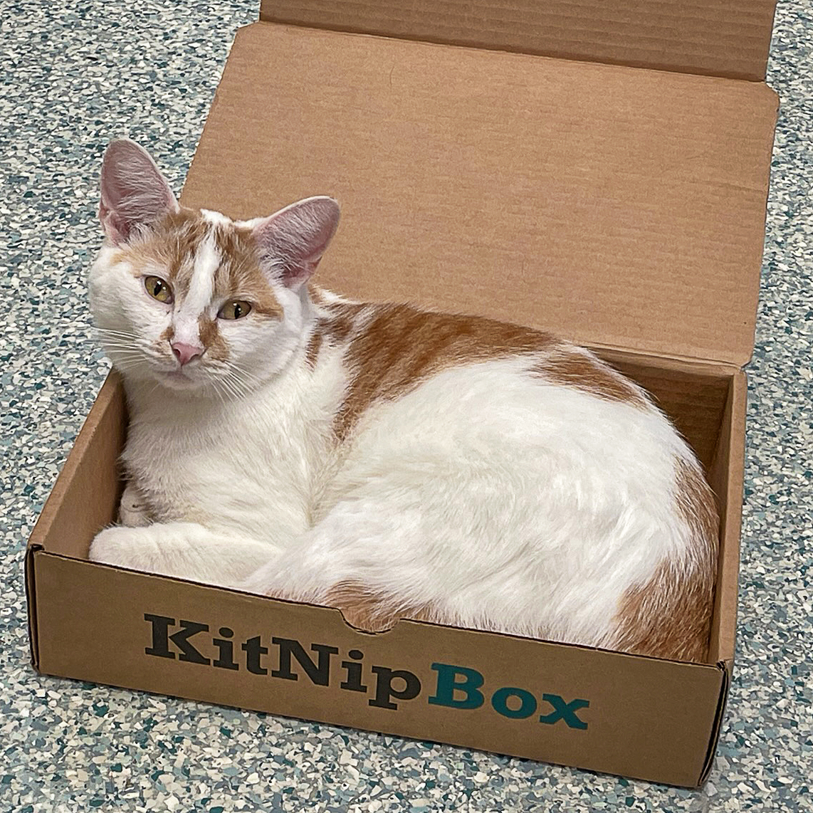 Enlarge Sparrow, a Adoptable mixed breed in Huntley, IL image 3/6