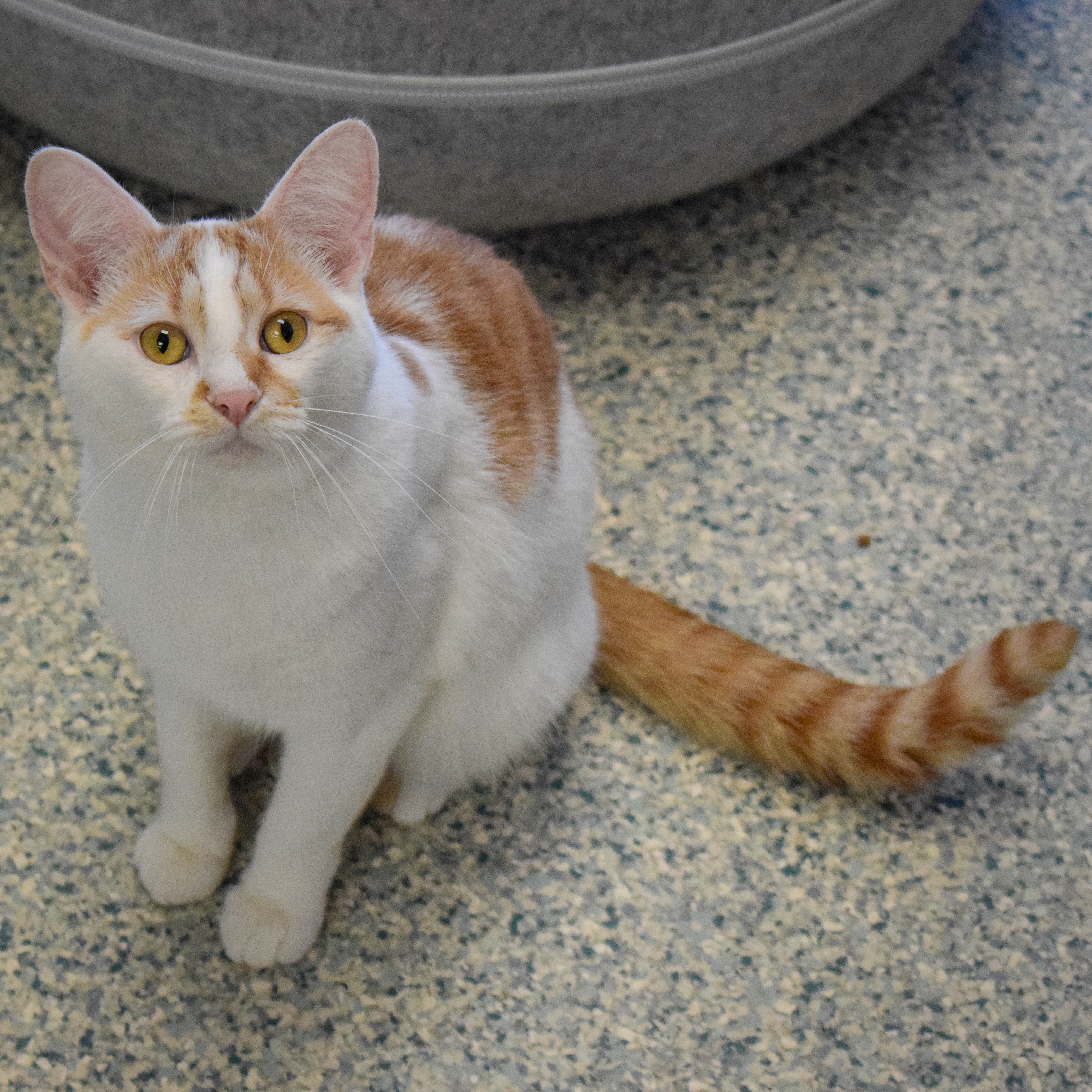 Enlarge Sparrow, a Adoptable mixed breed in Huntley, IL image 4/6