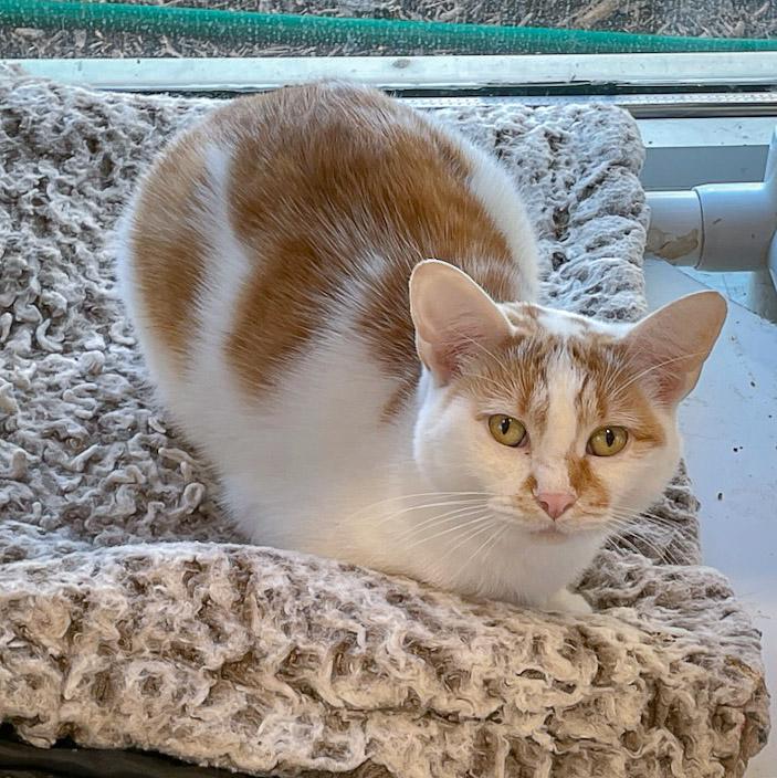 Sparrow, Adoptable, Young Female Tabby & Domestic Short Hair.