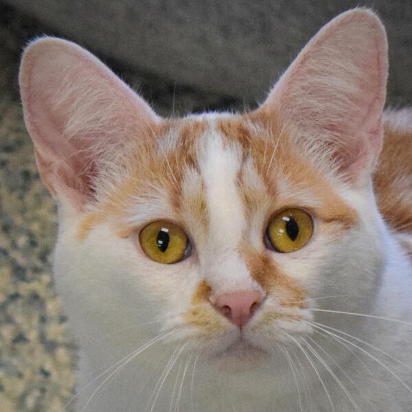 Enlarge Sparrow, a Adoptable mixed breed in Huntley, IL image 2/6