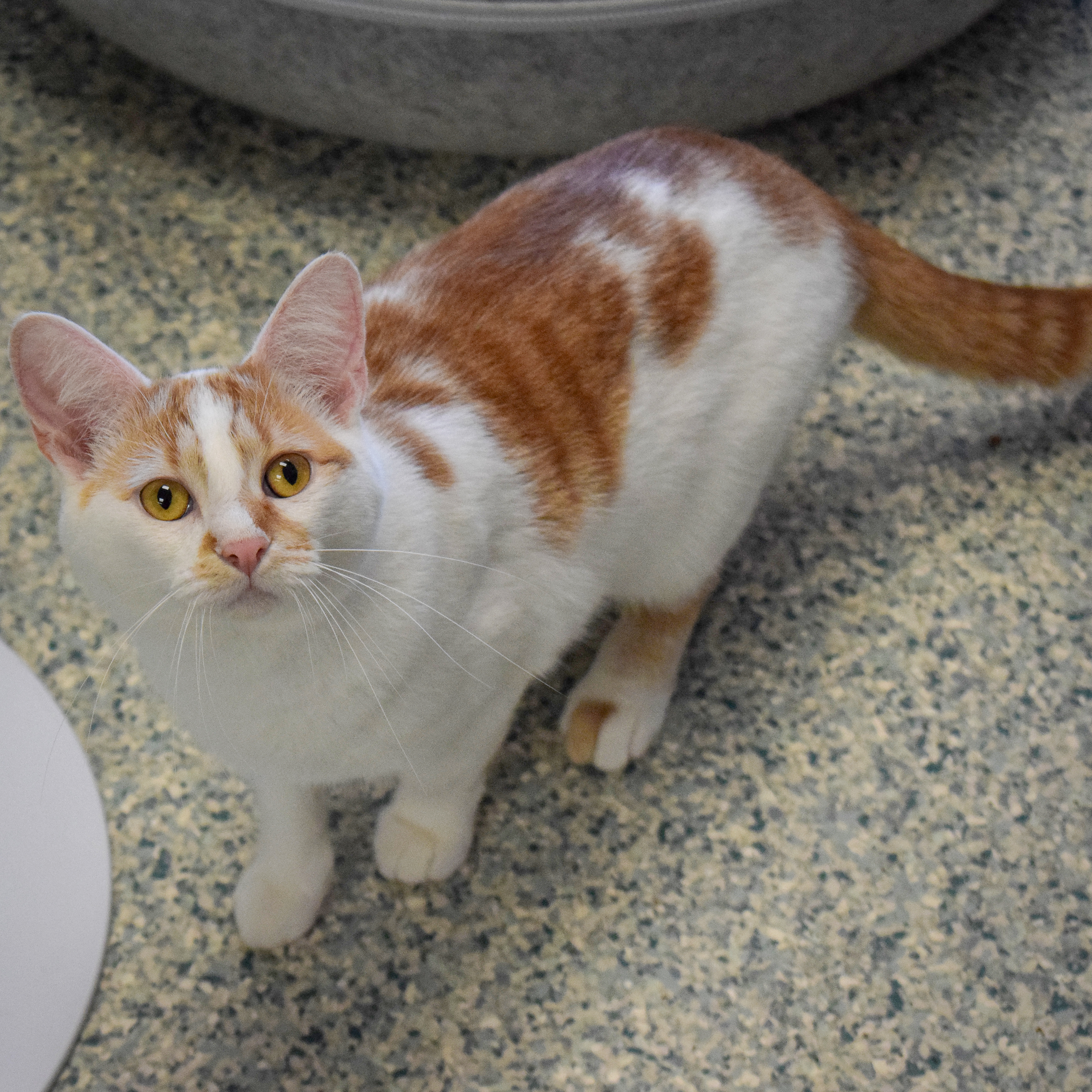 Enlarge Sparrow, a Adoptable mixed breed in Huntley, IL image 5/6