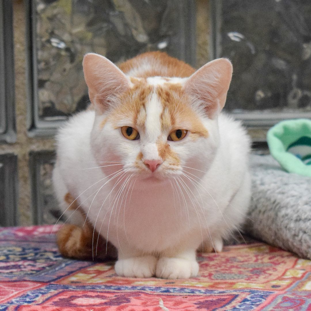 Enlarge Sparrow, a Adoptable mixed breed in Huntley, IL image 6/6