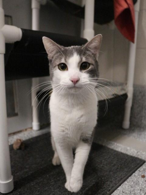 MARSHAL, Adoptable, Adult Male Domestic Short Hair.