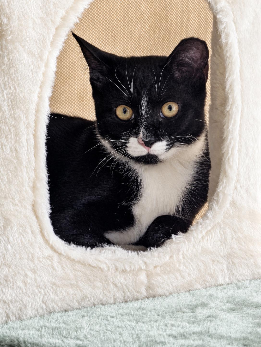 Keychain, Adoptable, Kitten Female Tuxedo.