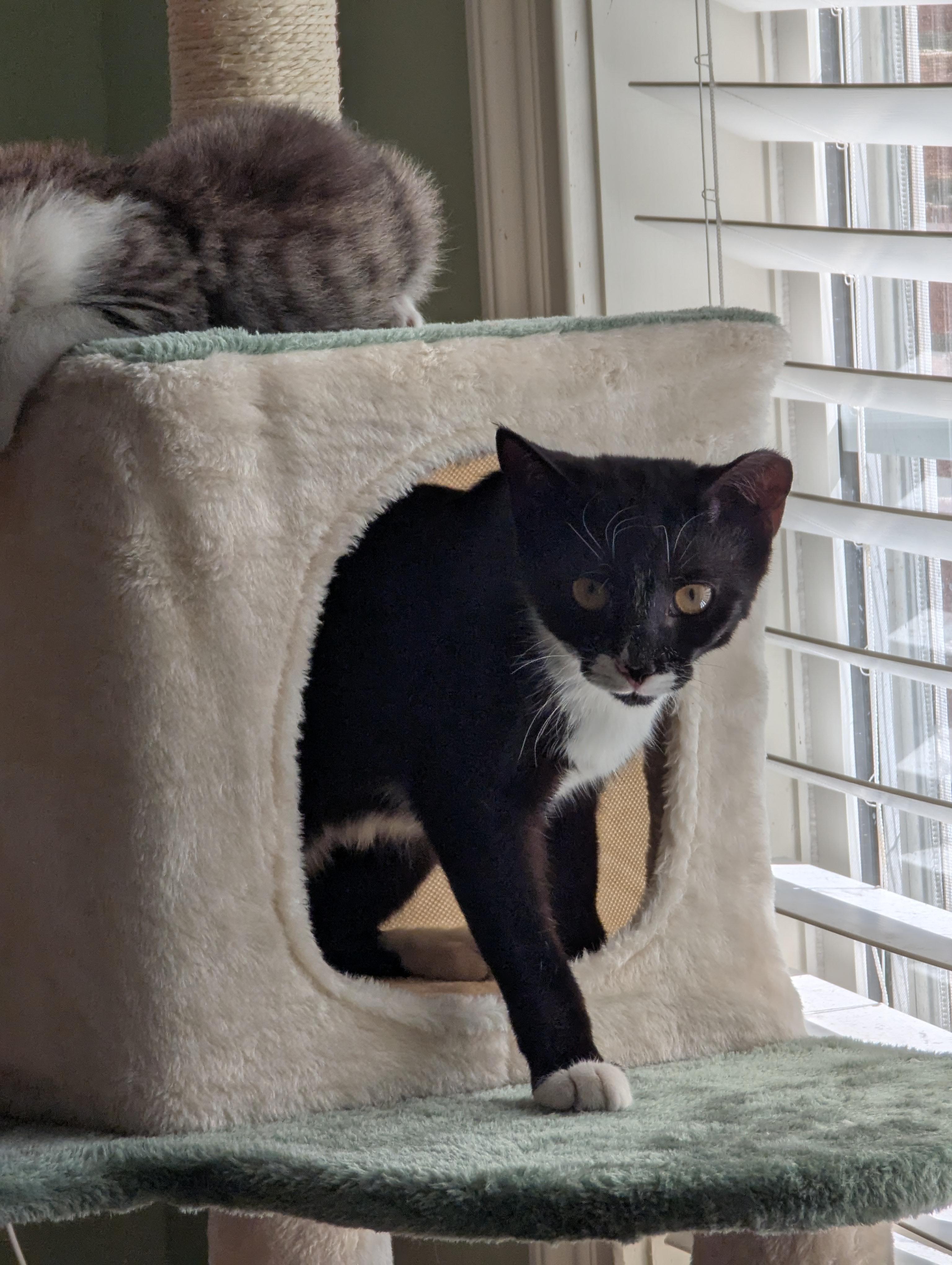 Keychain, a Adoptable Tuxedo in Malden, MA image 3/5
