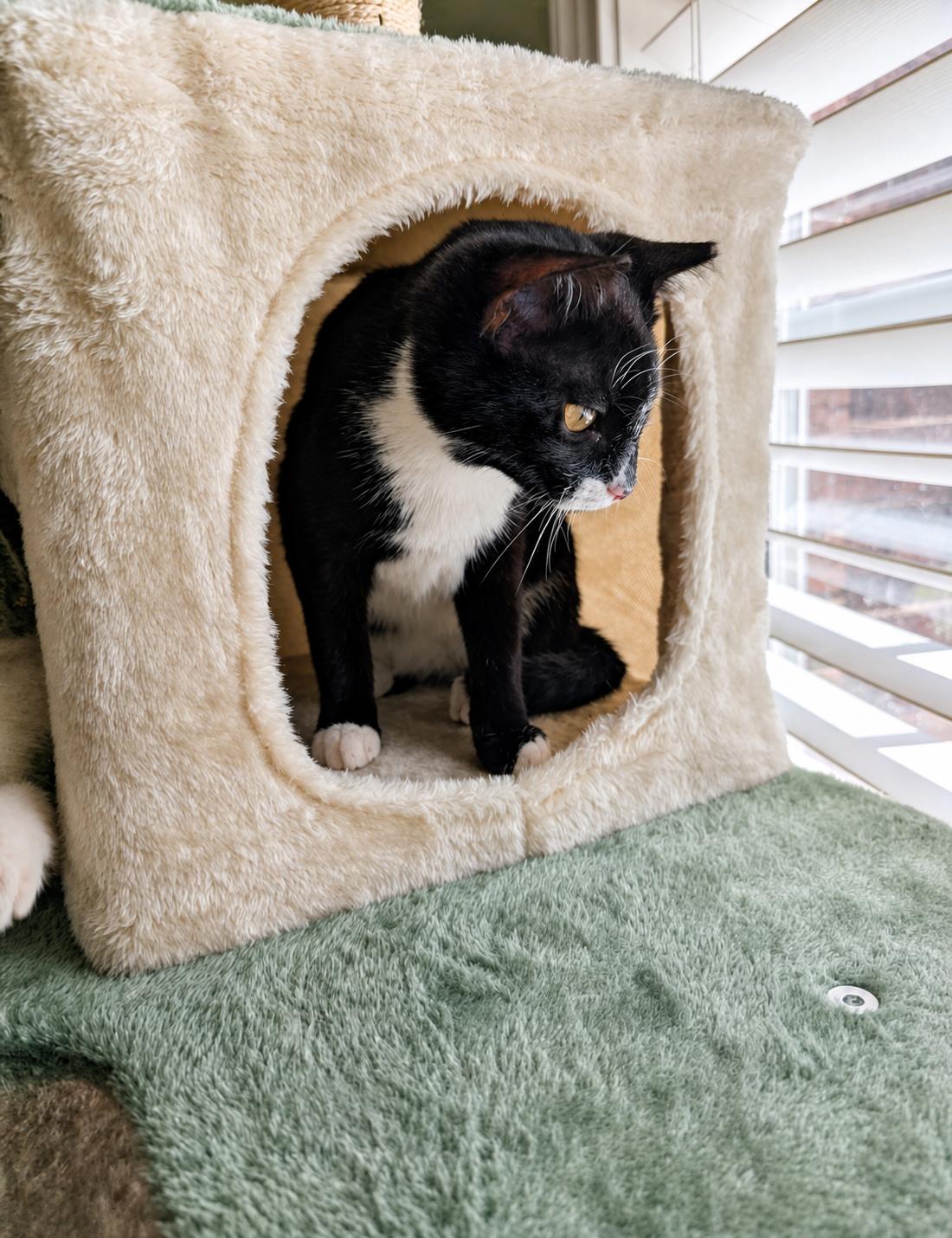 Keychain, a Adoptable Tuxedo in Malden, MA image 2/5