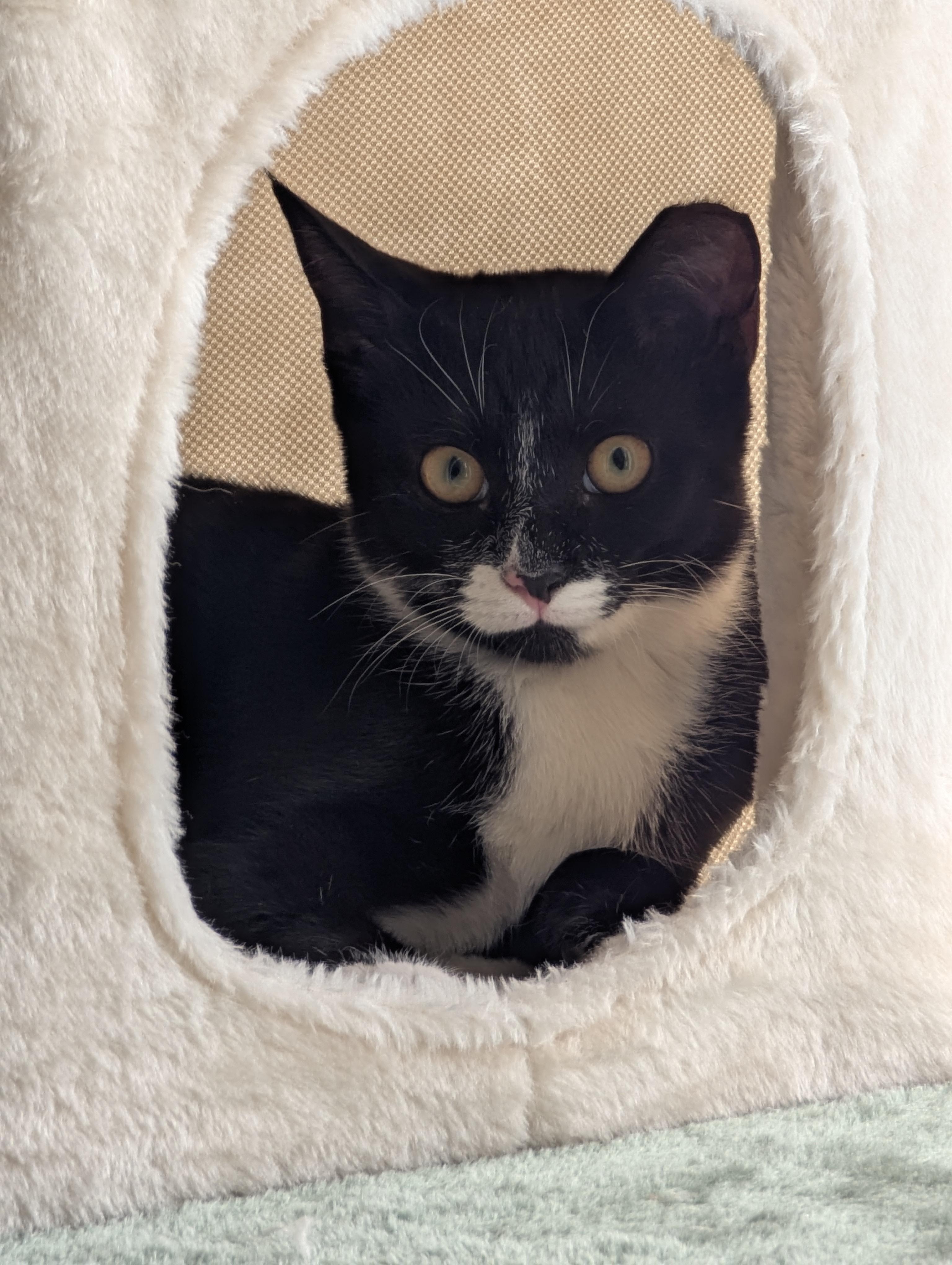 Keychain, a Adoptable Tuxedo in Malden, MA image 4/5