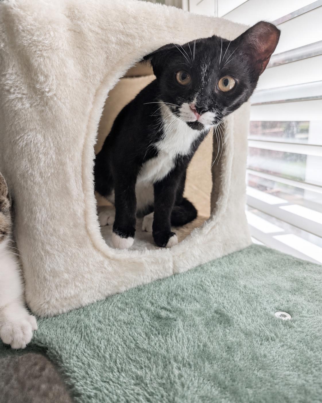 Keychain, a Adoptable Tuxedo in Malden, MA image 5/5