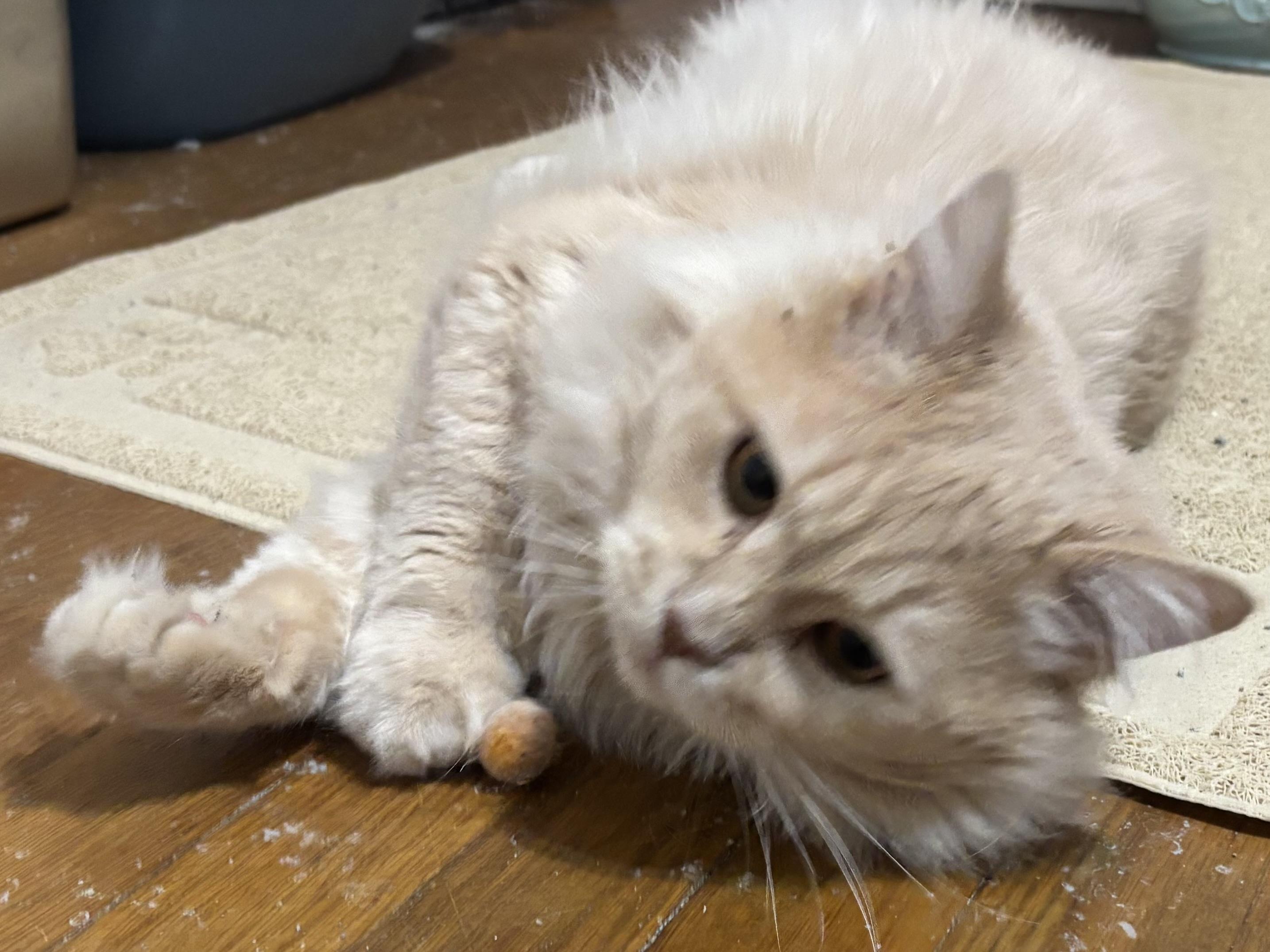 Enlarge Epic (part Persian), a ADOPTABLE Persian in Fairfax, VA image 2/4