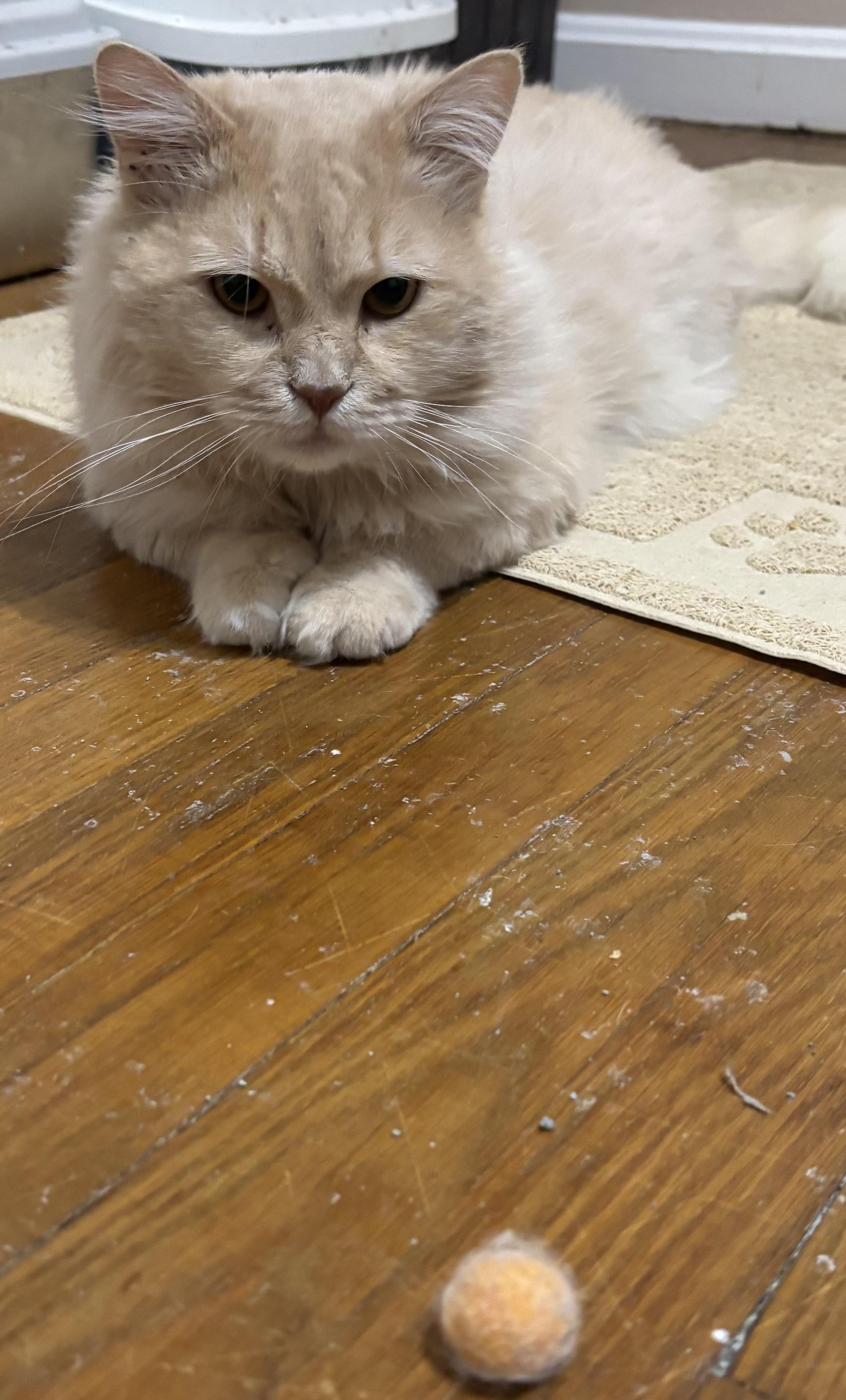 Enlarge Epic (part Persian), a ADOPTABLE Persian in Fairfax, VA image 4/4