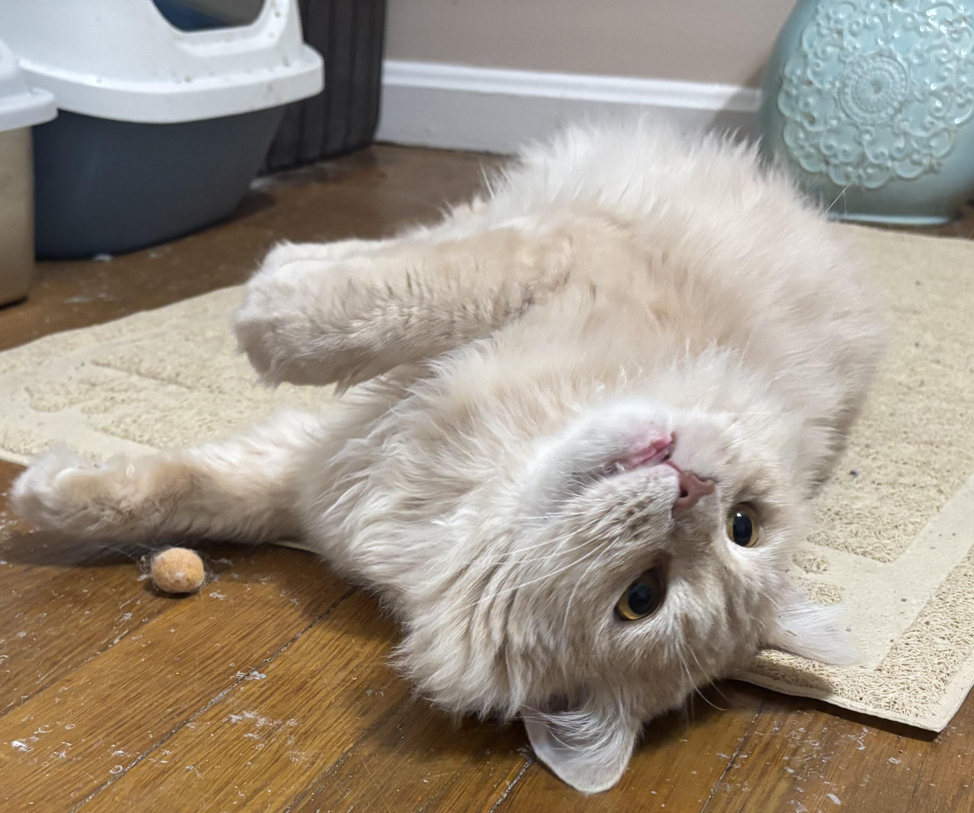 Enlarge Epic (part Persian), a ADOPTABLE Persian in Fairfax, VA image 3/4
