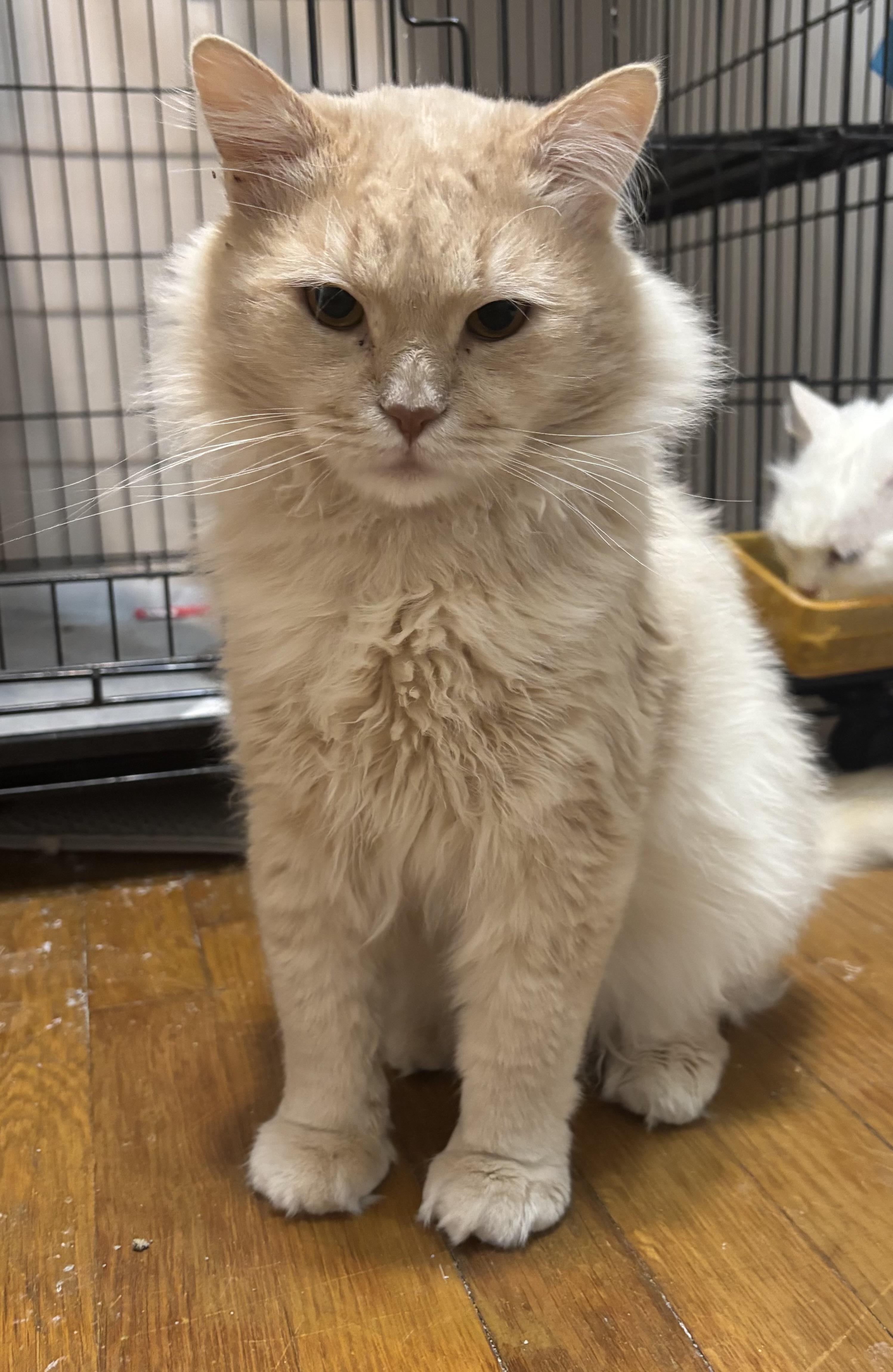 Epic (part Persian), ADOPTABLE, Young Male Persian.