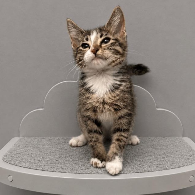 Enlarge Archie, a Adoptable Tabby in Andover, MN image 2/3