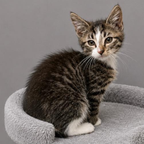 Archie, Adoptable, Kitten Male Tabby.