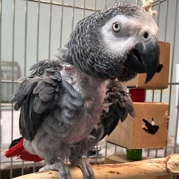 Columbus, Adoptable, Senior Male African Grey.