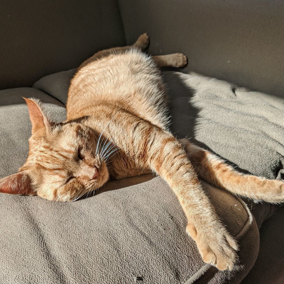 Hopp and Scotch , Adopted, Adult Male Domestic Long Hair & Tabby.