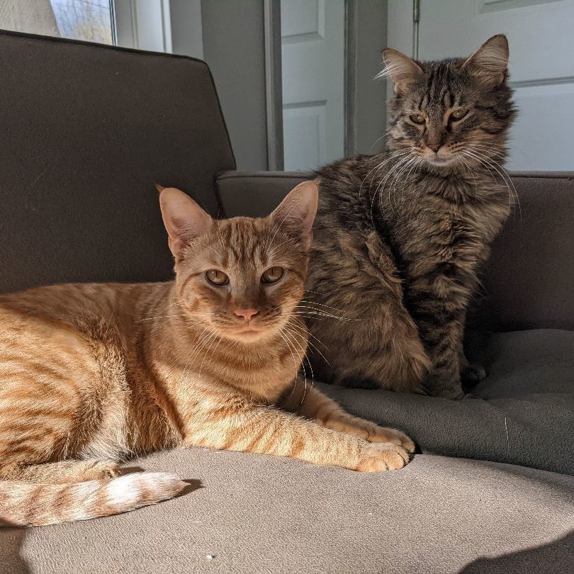 Hopp and Scotch , a Adopted mixed breed in Royal Oak, MI image 2/12