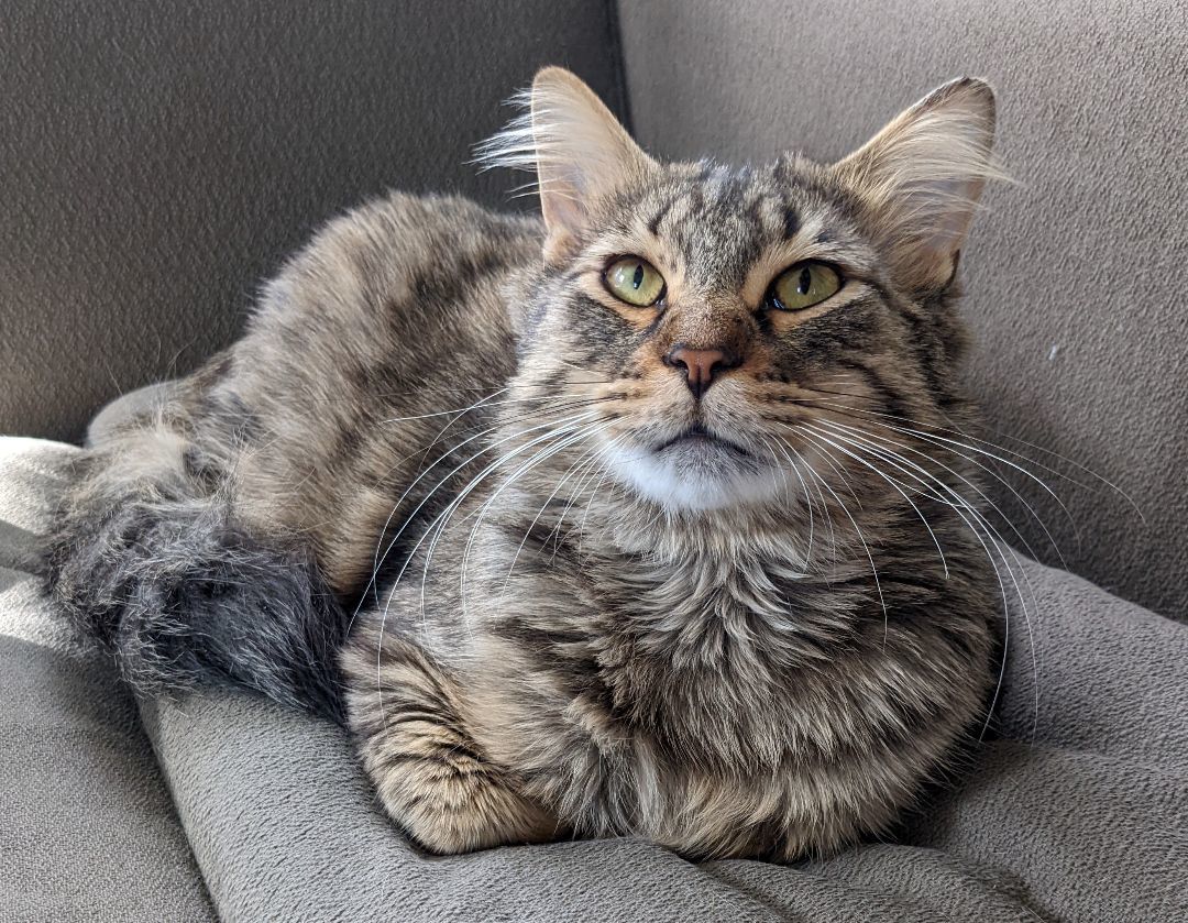 Hopp and Scotch , a Adopted mixed breed in Royal Oak, MI image 3/12