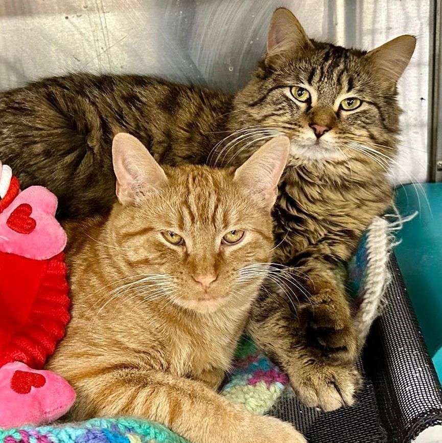 Hopp and Scotch , a Adopted mixed breed in Royal Oak, MI image 4/12