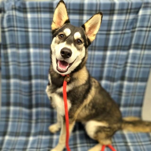 Enlarge FAIRBANKS, a Adoptable Siberian Husky in Long Beach, CA image 1/1