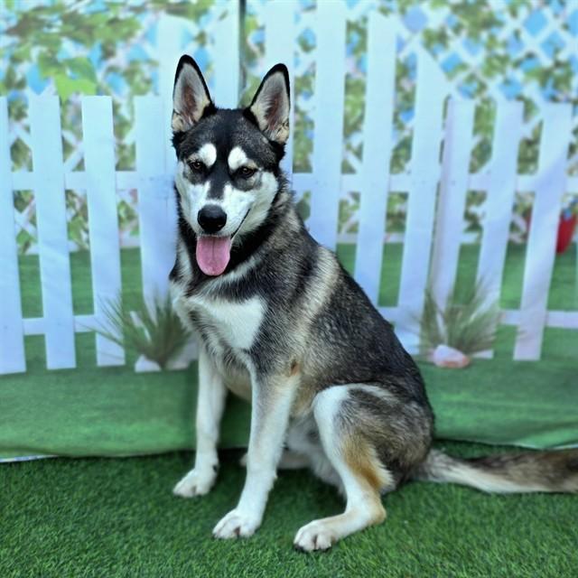 FAIRBANKS, Adoptable, Young Male Siberian Husky.