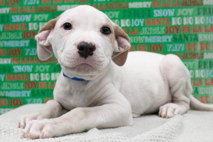 Patrick, Adoptable, Puppy Male American Bulldog & Mixed Breed.