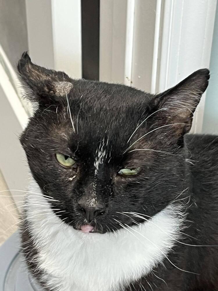 Rocky, Adoptable, Adult Male Domestic Short Hair.