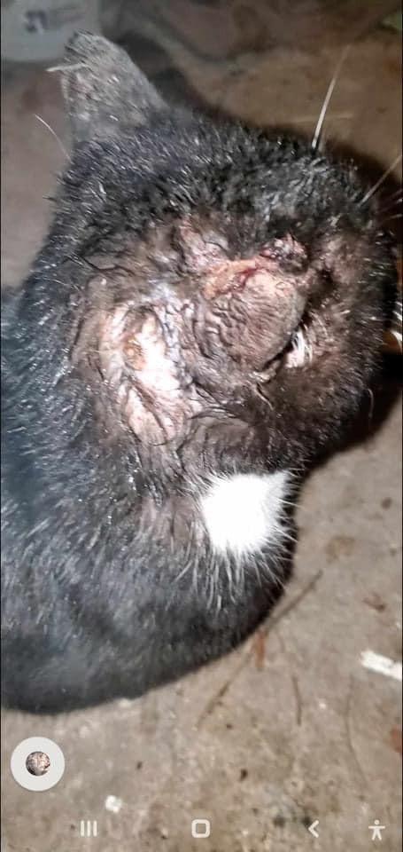 Enlarge Rocky, a Adoptable Domestic Short Hair in Harpers Ferry, WV image 2/6