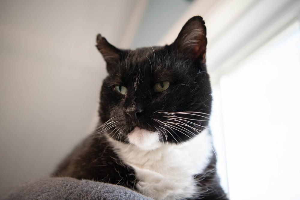 Enlarge Rocky, a Adoptable Domestic Short Hair in Harpers Ferry, WV image 1/6