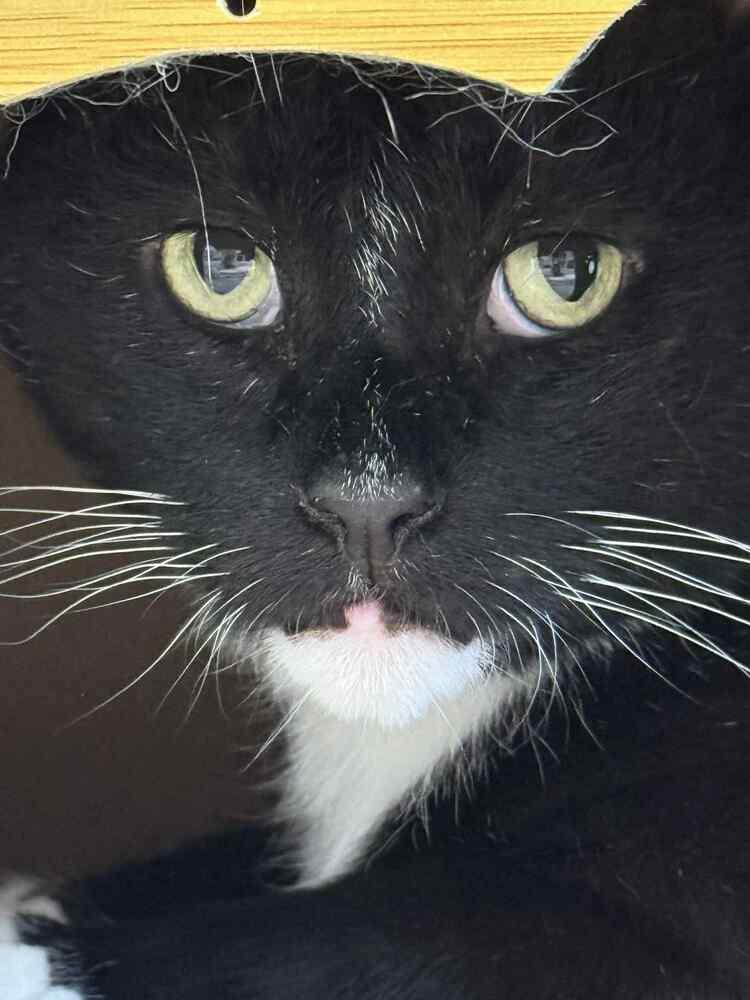 Enlarge Rocky, a Adoptable Domestic Short Hair in Harpers Ferry, WV image 3/6