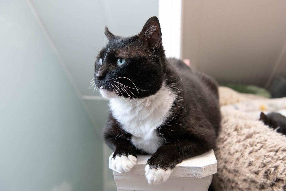 Enlarge Rocky, a Adoptable Domestic Short Hair in Harpers Ferry, WV image 3/6