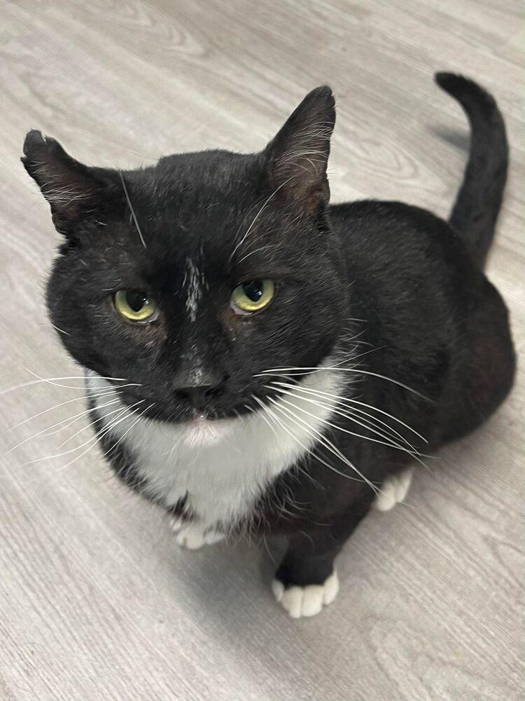 Enlarge Rocky, a Adoptable Domestic Short Hair in Harpers Ferry, WV image 4/6