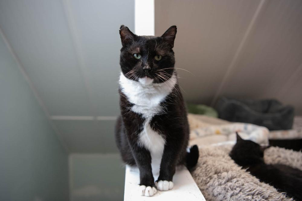 Enlarge Rocky, a Adoptable Domestic Short Hair in Harpers Ferry, WV image 4/6