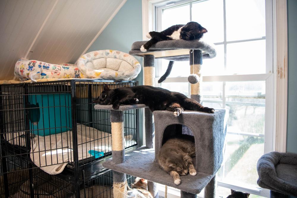 Enlarge Rocky, a Adoptable Domestic Short Hair in Harpers Ferry, WV image 5/6