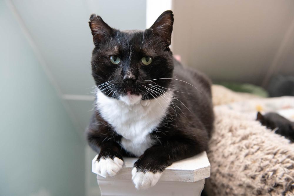 Enlarge Rocky, a Adoptable Domestic Short Hair in Harpers Ferry, WV image 6/6