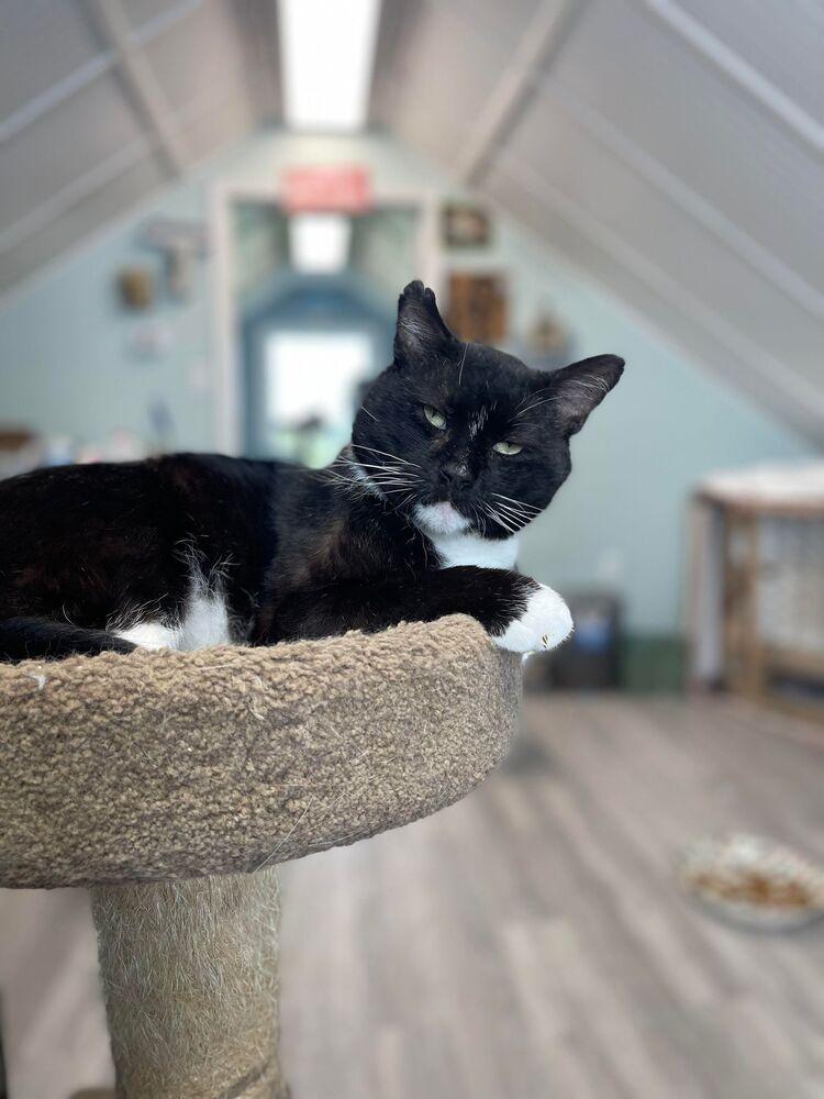 Enlarge Rocky, a Adoptable Domestic Short Hair in Harpers Ferry, WV image 5/6